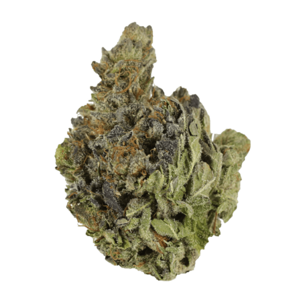 Chocolope | Naked Cannabis Canada
