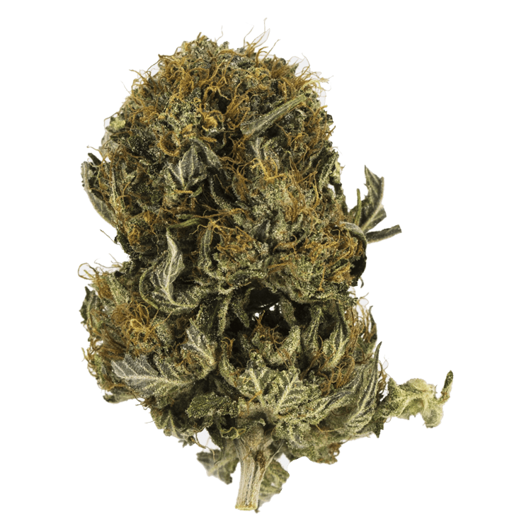 Blue Sherbert | Naked Cannabis Canada Blue Sherbert | Naked Cannabis Canada