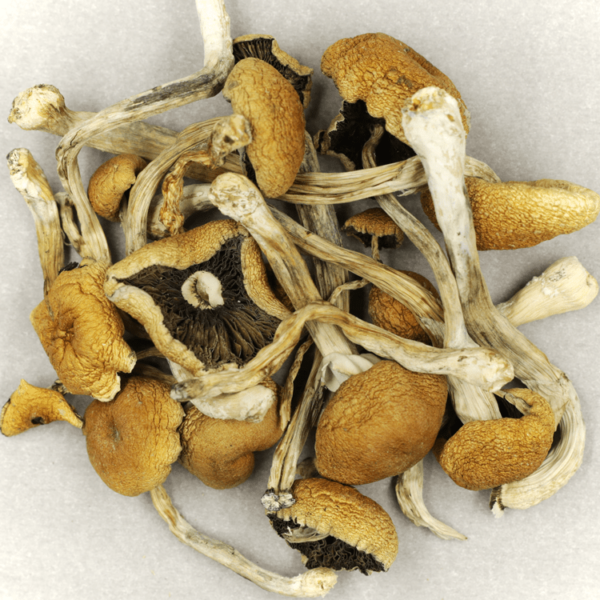Cambodian Psilocybe Cubensis | Naked Cannabis Canada
