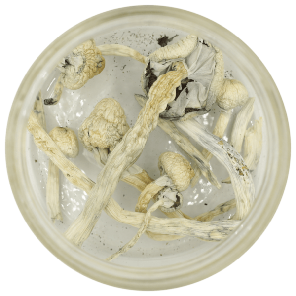 Great White Monster Cubensis | Naked Cannabis Canada