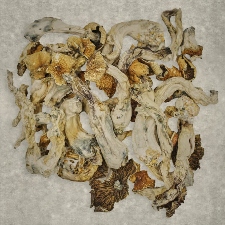 Apex (Psilocybe Cubensis) | Naked Cannabis Canada Apex (Psilocybe Cubensis) | Naked Cannabis Canada