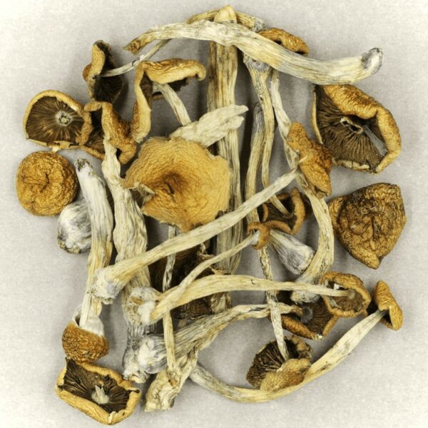 Psilocybe Cubensis Mexicana | Naked Cannabis Canada