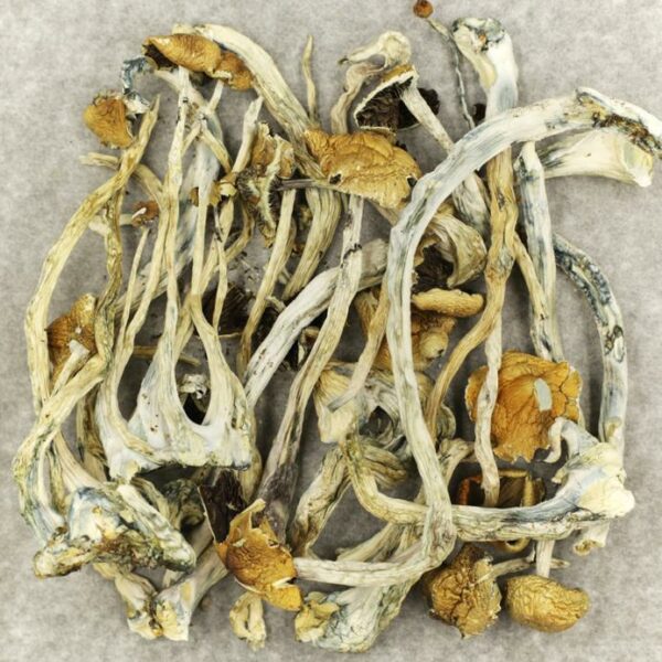 Amazonian Cubensis | Naked Cannabis Canada