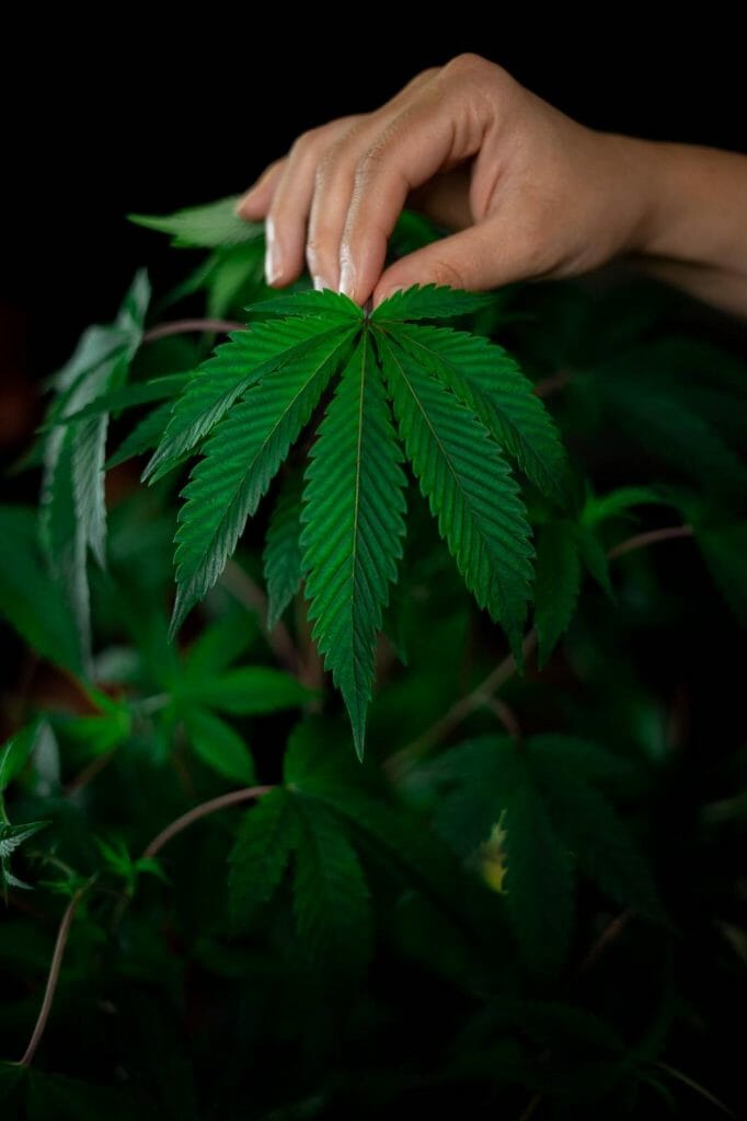 Best dispensaries in Canada - Naked Cannabis Canada