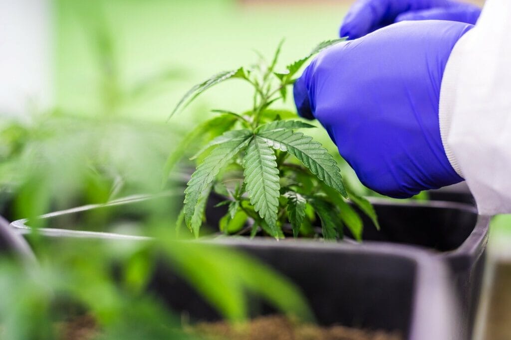 Buy cannabis online | Naked Cannabis Canada