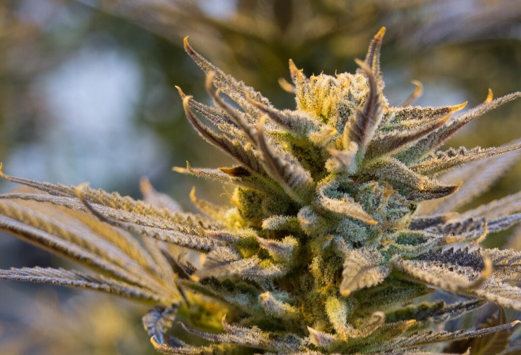buy indica flower online in Canada | Naked Cannabis Canada