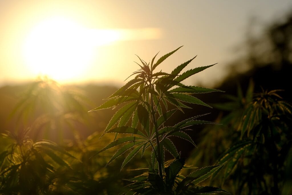 Buy indica flower online | Naked Cannabis Canada